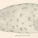Image of Dusky snailfish