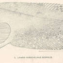 Sivun Liparis tunicatus Reinhardt 1836 kuva