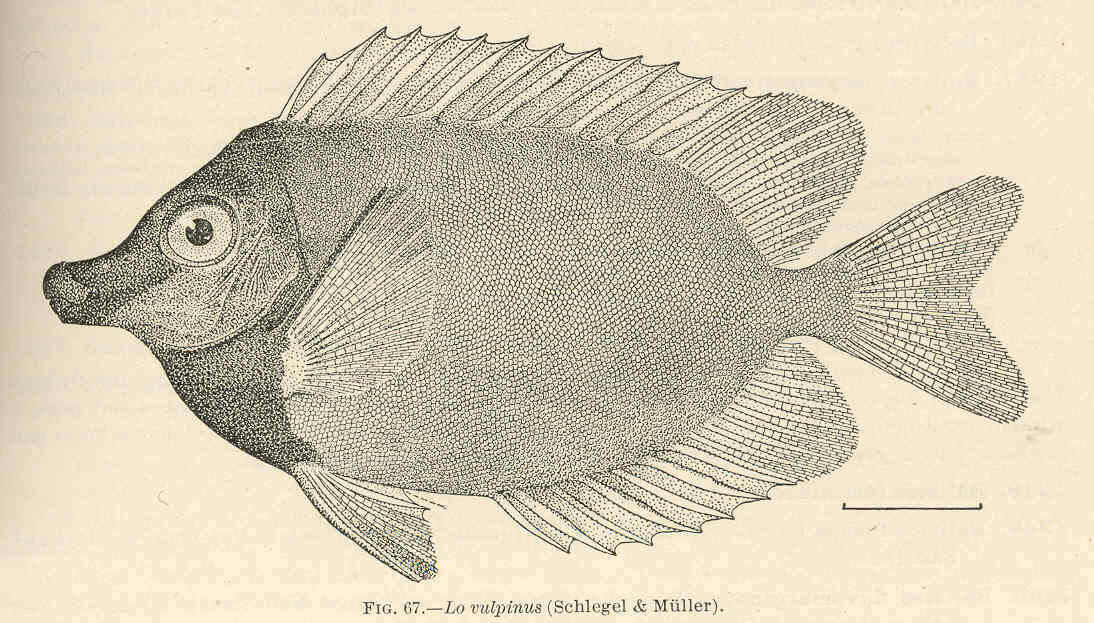 Image of Foxface rabbitfish
