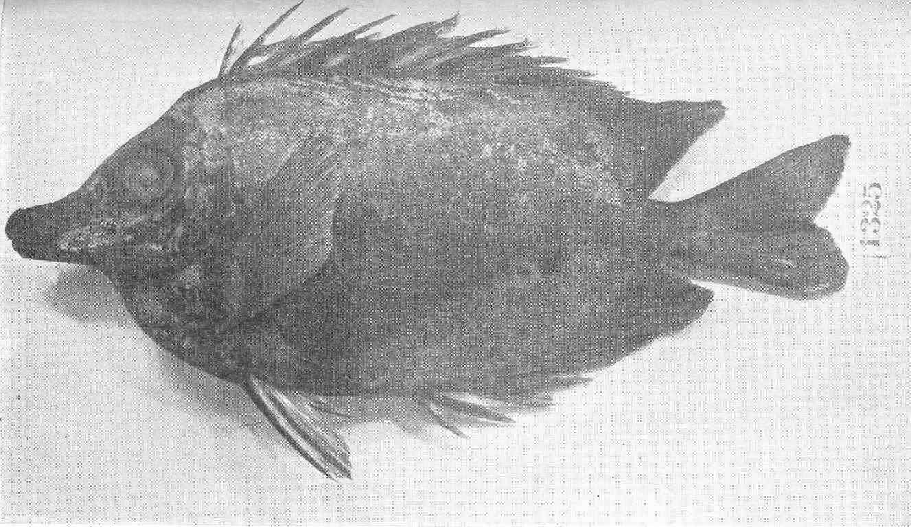 Image of Foxface rabbitfish