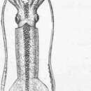 Image of Patagonian Longfin Squid