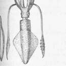 Sivun Kalmari kuva