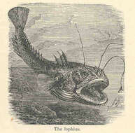 Image of Lophius
