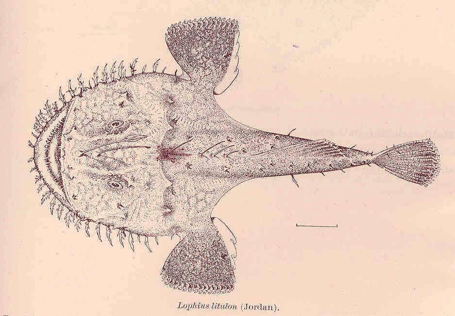 Image of Lophius