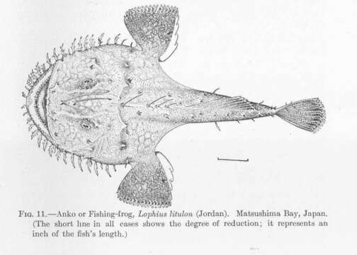 Image of Lophius