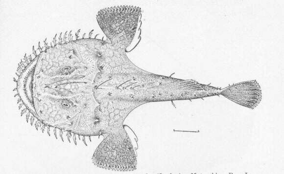 Image of Lophius