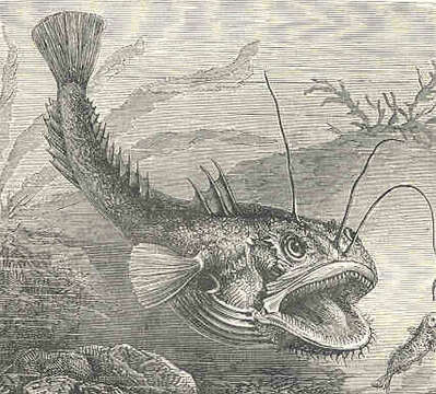 Image of Lophius