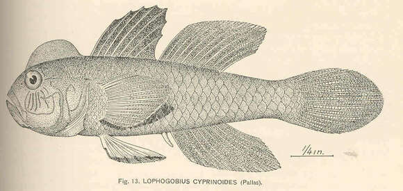 صورة Lophogobius