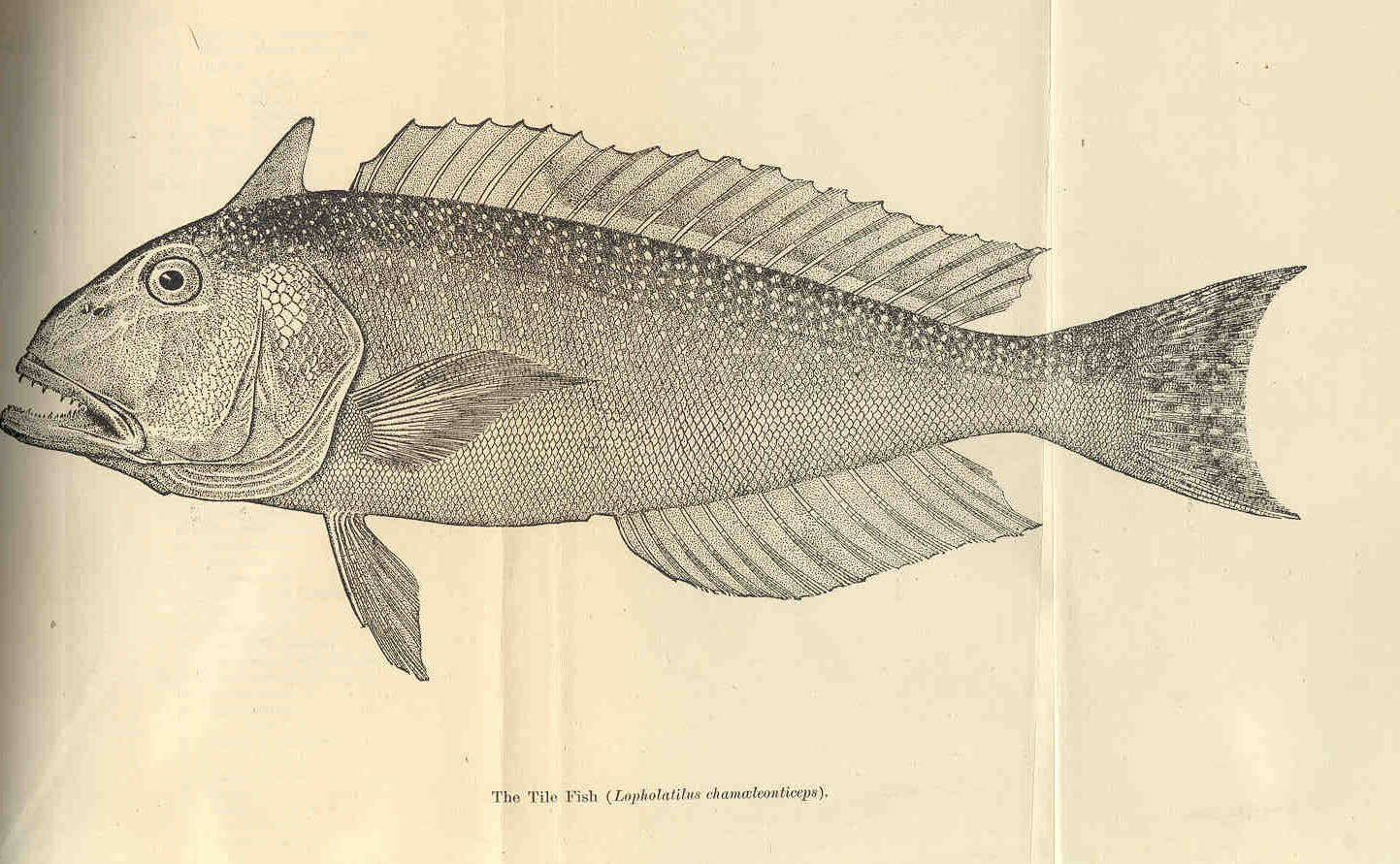 Image of Lopholatilus