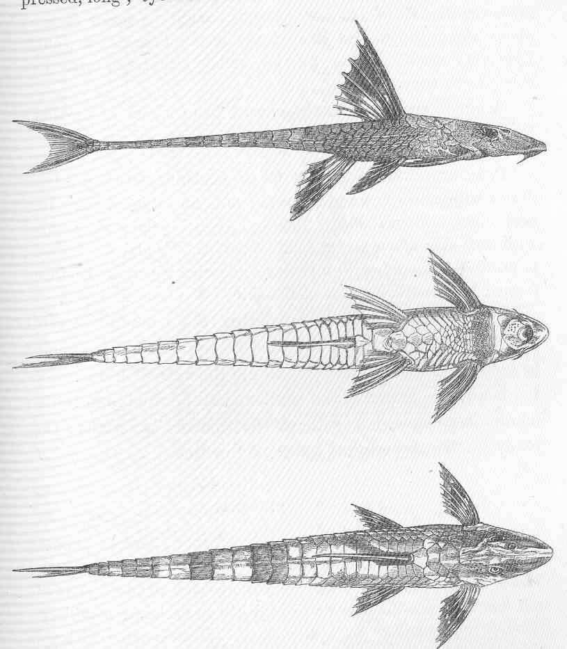 Image of Rineloricaria