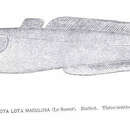 Image of Burbot