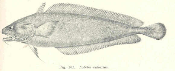 Image of Lotella