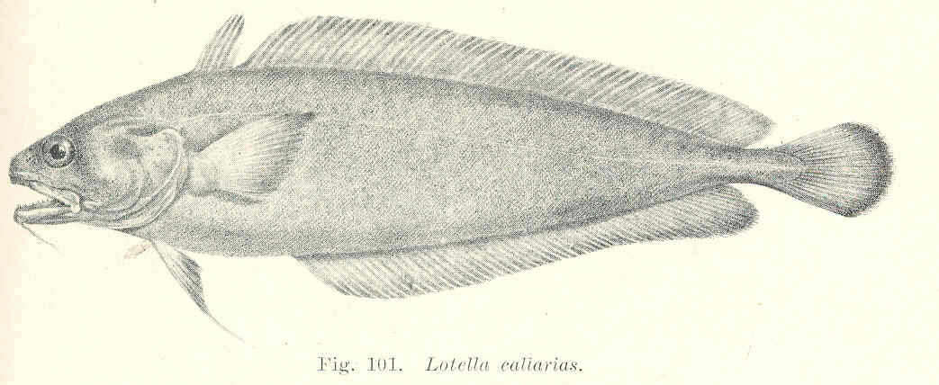 Image of Lotella
