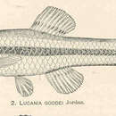 Image of Bluefin Killifish