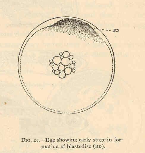 Image of topminnows