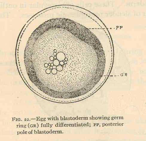 Image of topminnows