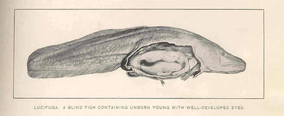 Image of viviparous brotulas