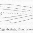 Image de Lucifuga dentata Poey 1858