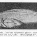 Image of Cuban Cusk-eel