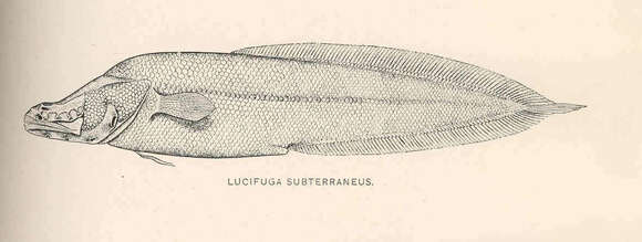 Image of Lucifuga