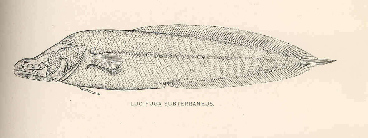 Image of Lucifuga