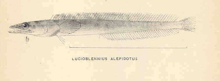 Image of Pike blenny