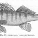 Image of Volga Pikeperch