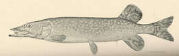 Image of mudminnows and pikes