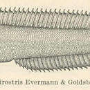 Слика од Lumpenella longirostris (Evermann & Goldsborough 1907)