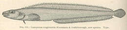 Image of Lumpenella