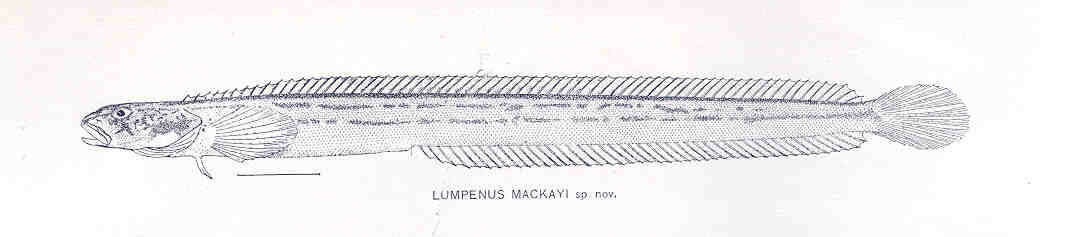 Image of Acantholumpenus