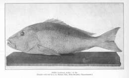 Image of Mutton Snapper