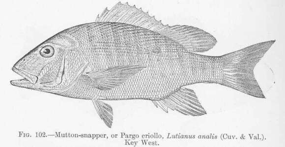 Image of Mutton Snapper