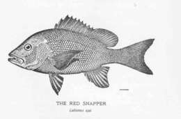 Image of snappers