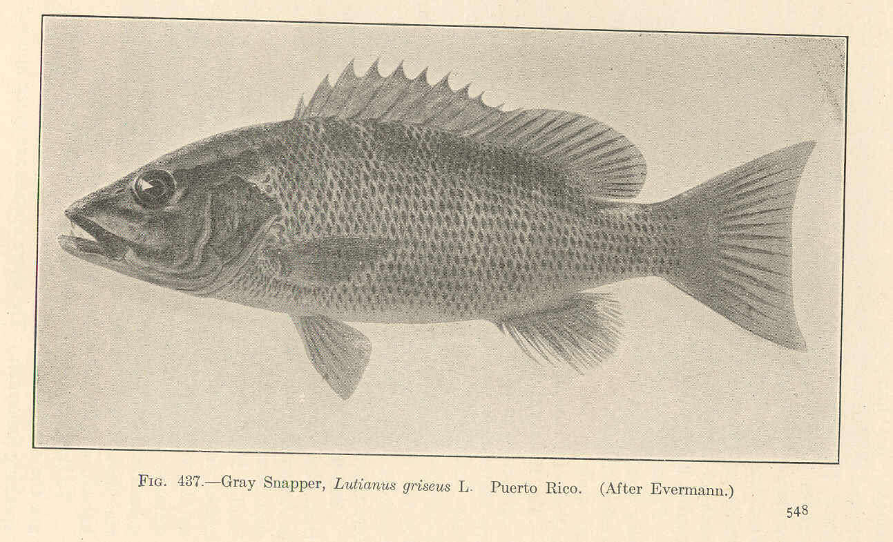 Image of Gray Snapper