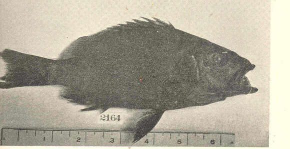 Image of two-spot red snapper