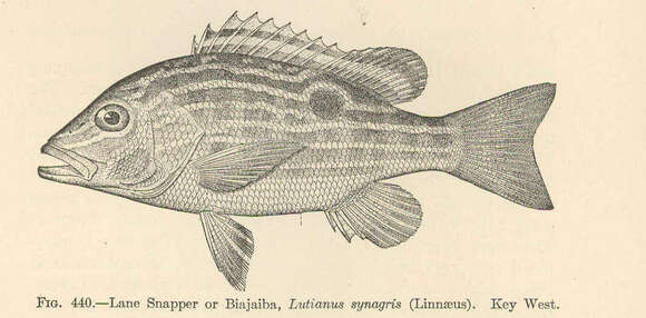 Image of Bream