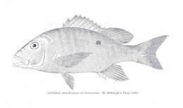 Image of Mutton Snapper