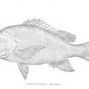 Image of Bream