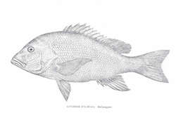 Image of Bream