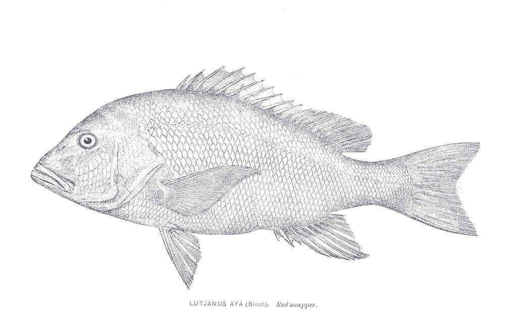 Image of Bream