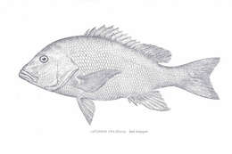 Image of Bream