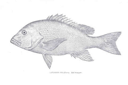 Image of Bream