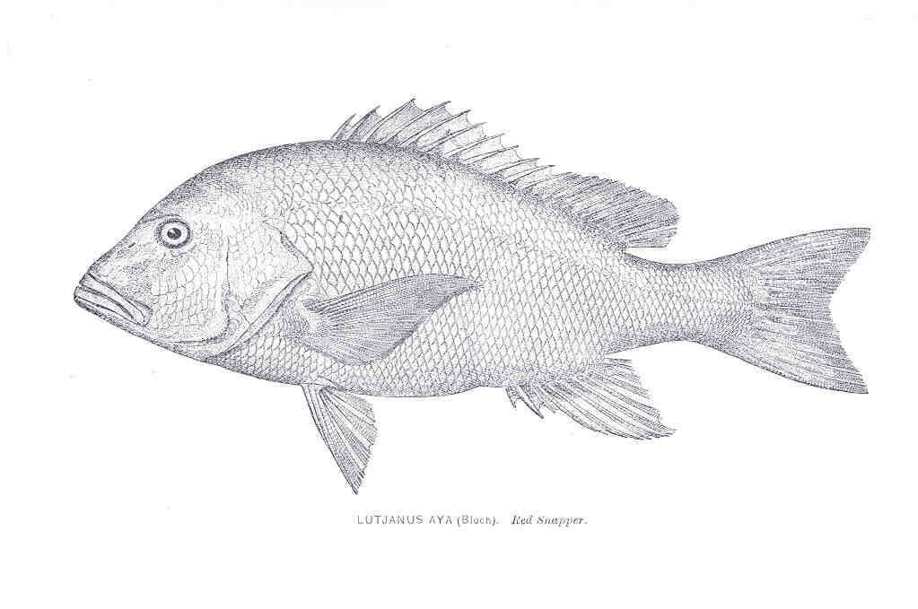 Image of Bream