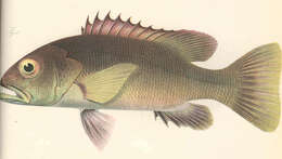 Image of African Brown Snapper