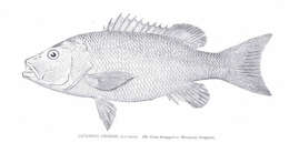 Image of Gray Snapper