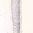 Image of Bigtooth eelpout