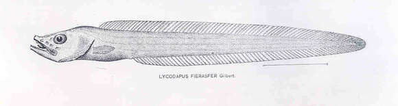 Image of Lycodapus