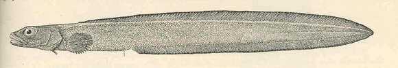 Image of slipskin