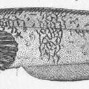 Image of Arctic eelpout